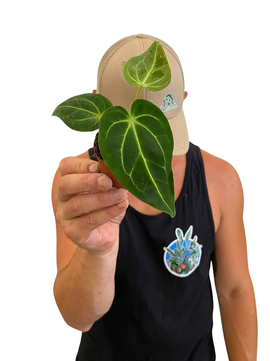 Baby Anthurium Regale