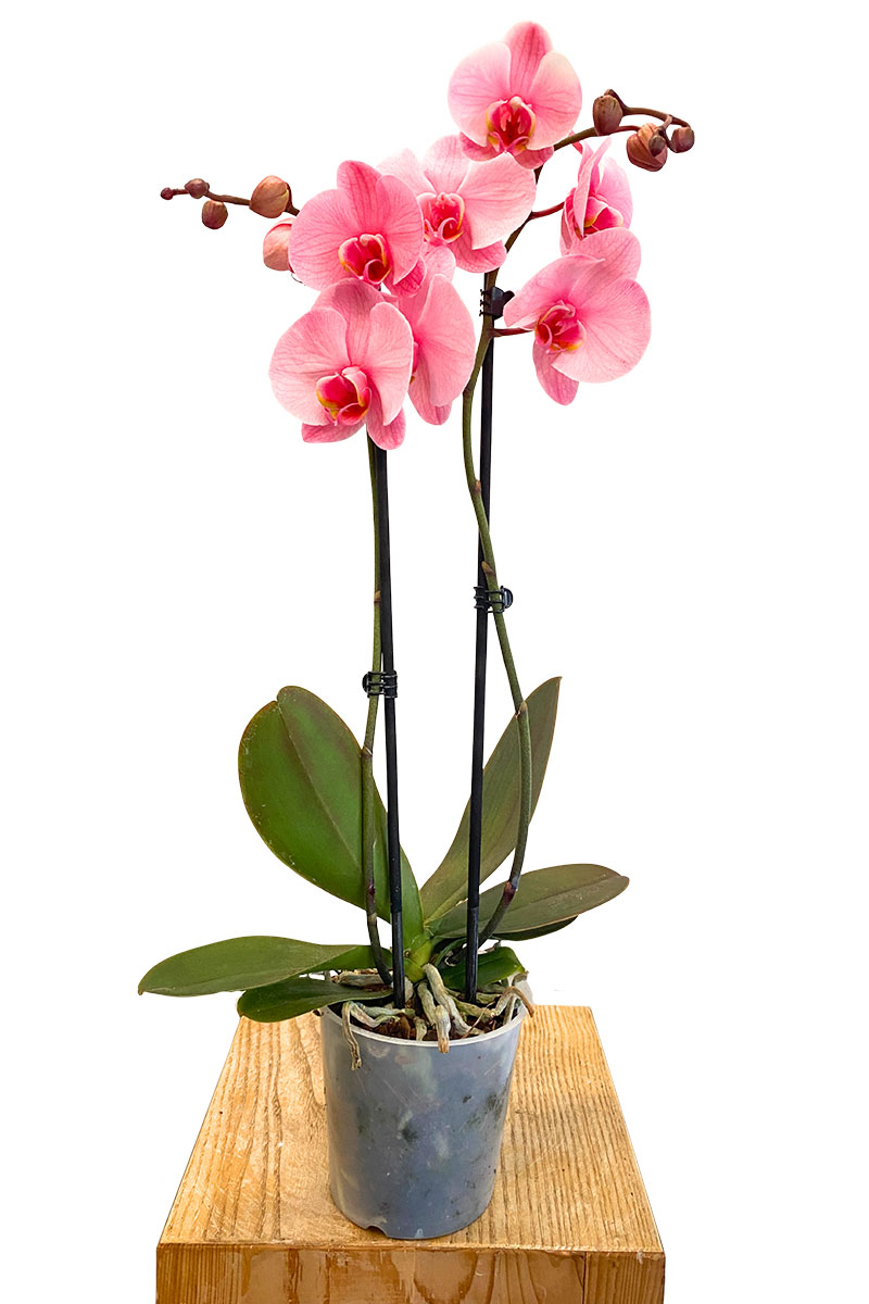 Phalaenopsis I am Rosa