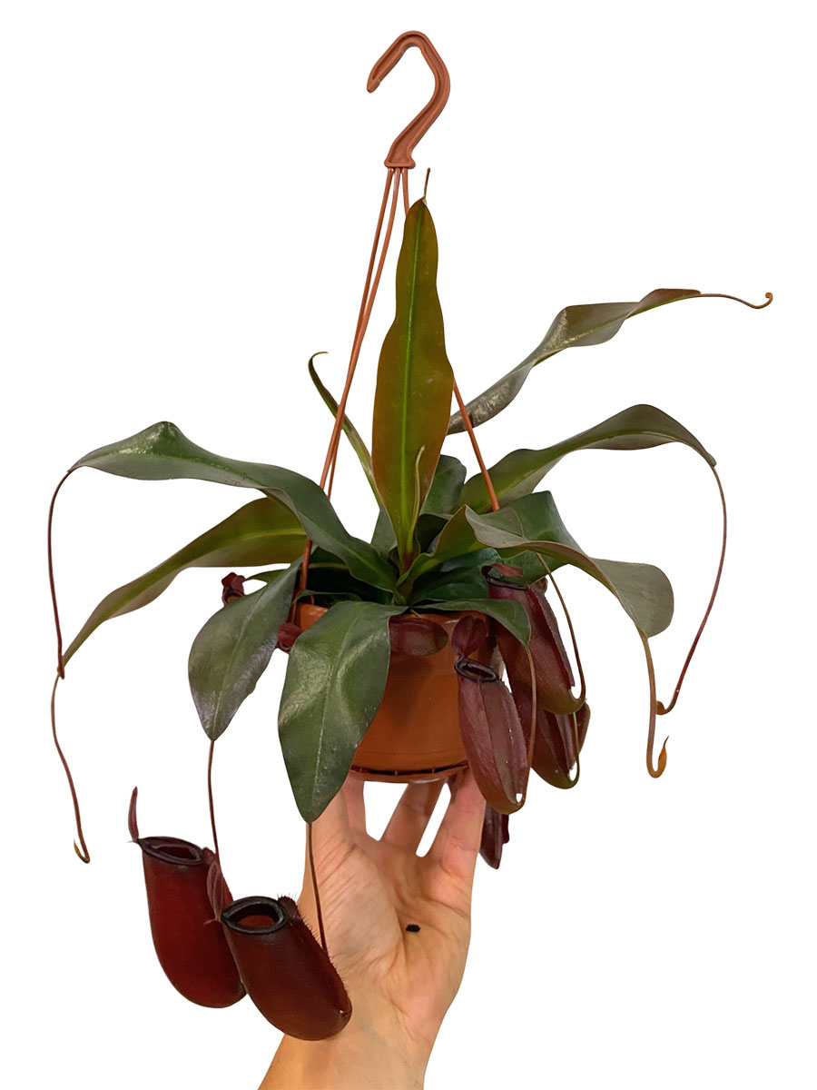 Hänger - Kannenpflanze Nepenthes Dark Secret
