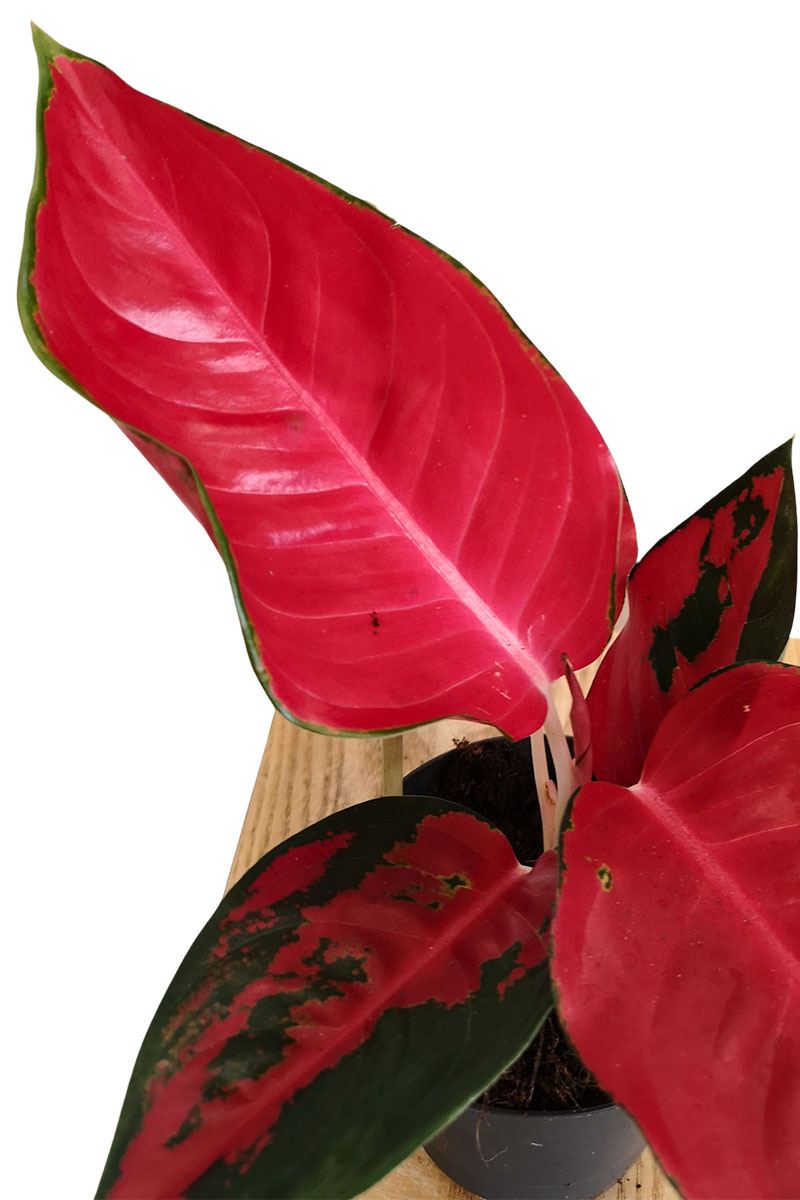Aglaonema Chili Red Aglaonema Chili Red