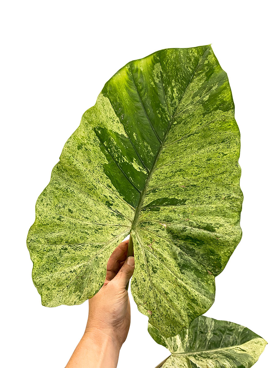 Alocasia Macrorizza Splash - Gross