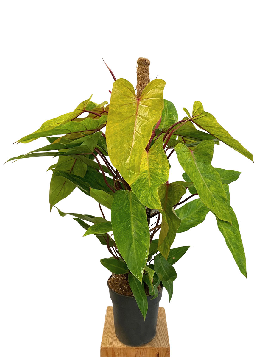 Philodendron Painted Lady XL