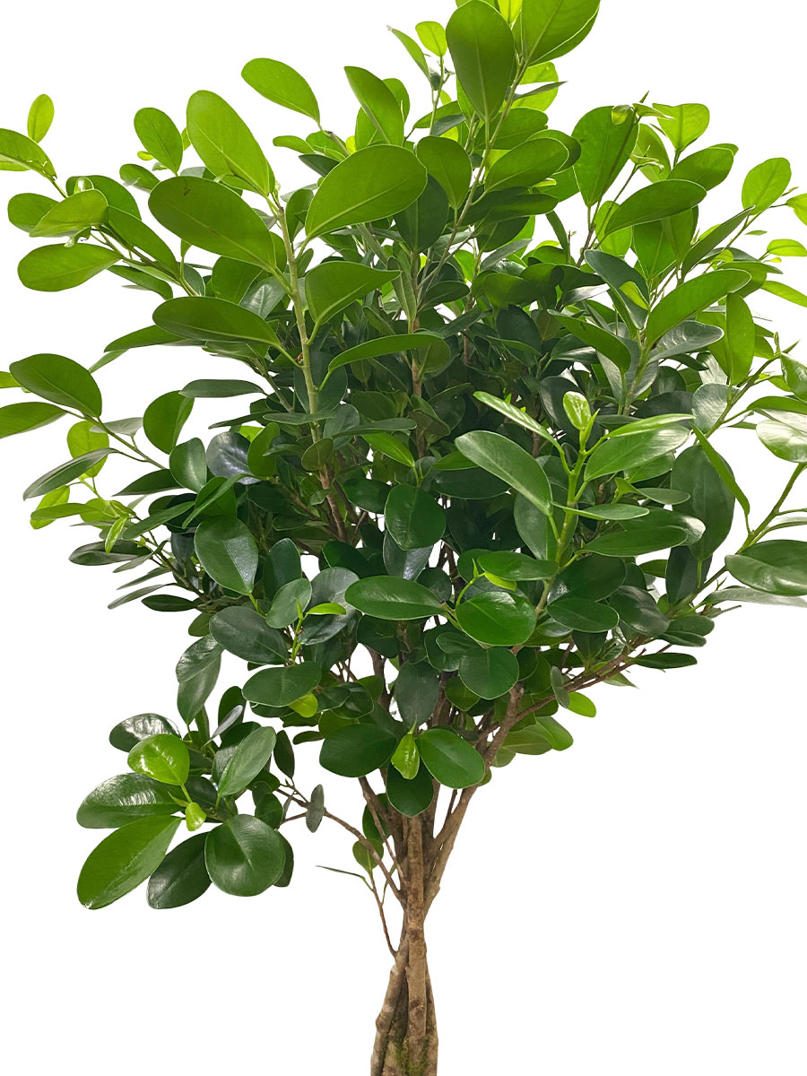 Ficus Microcarpa Moclame - Ø32cm