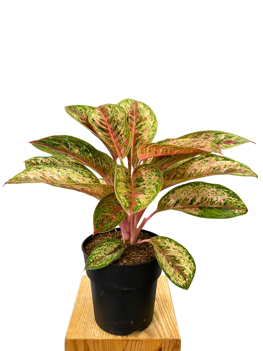 Aglaonema Painted Celebration