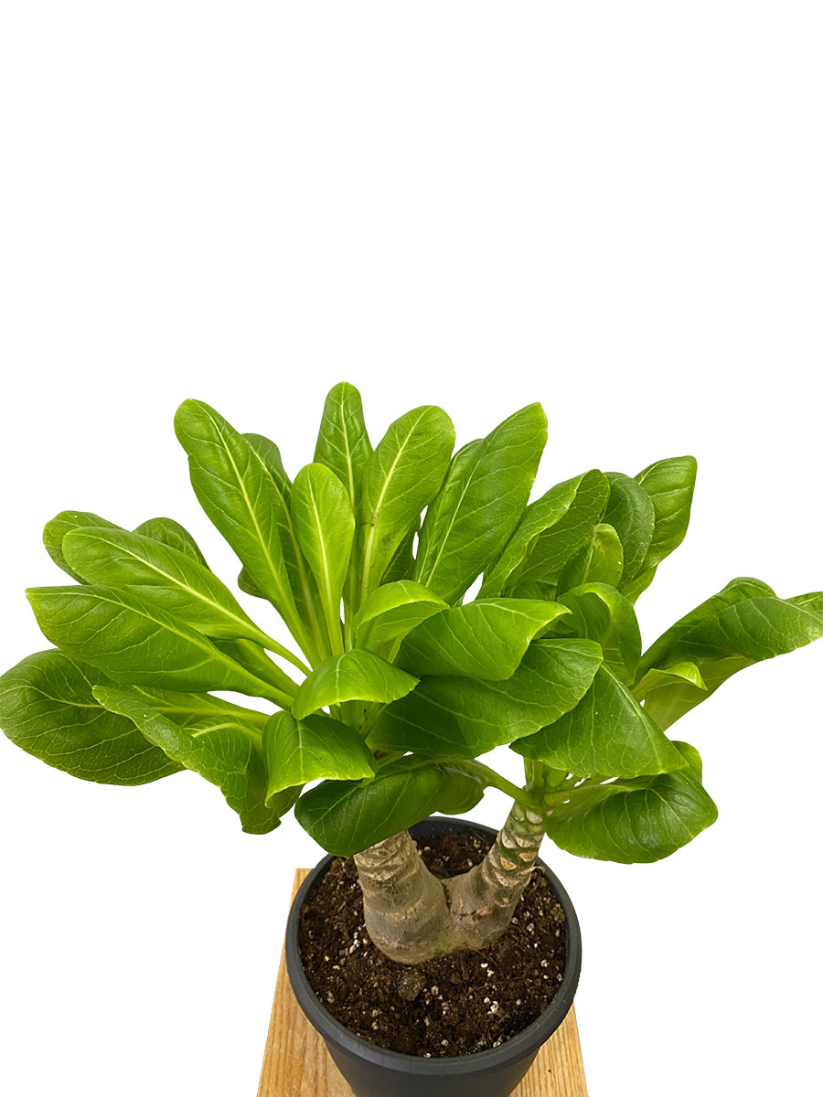 Hawaii-Palme Brighamia Insignis - Gross