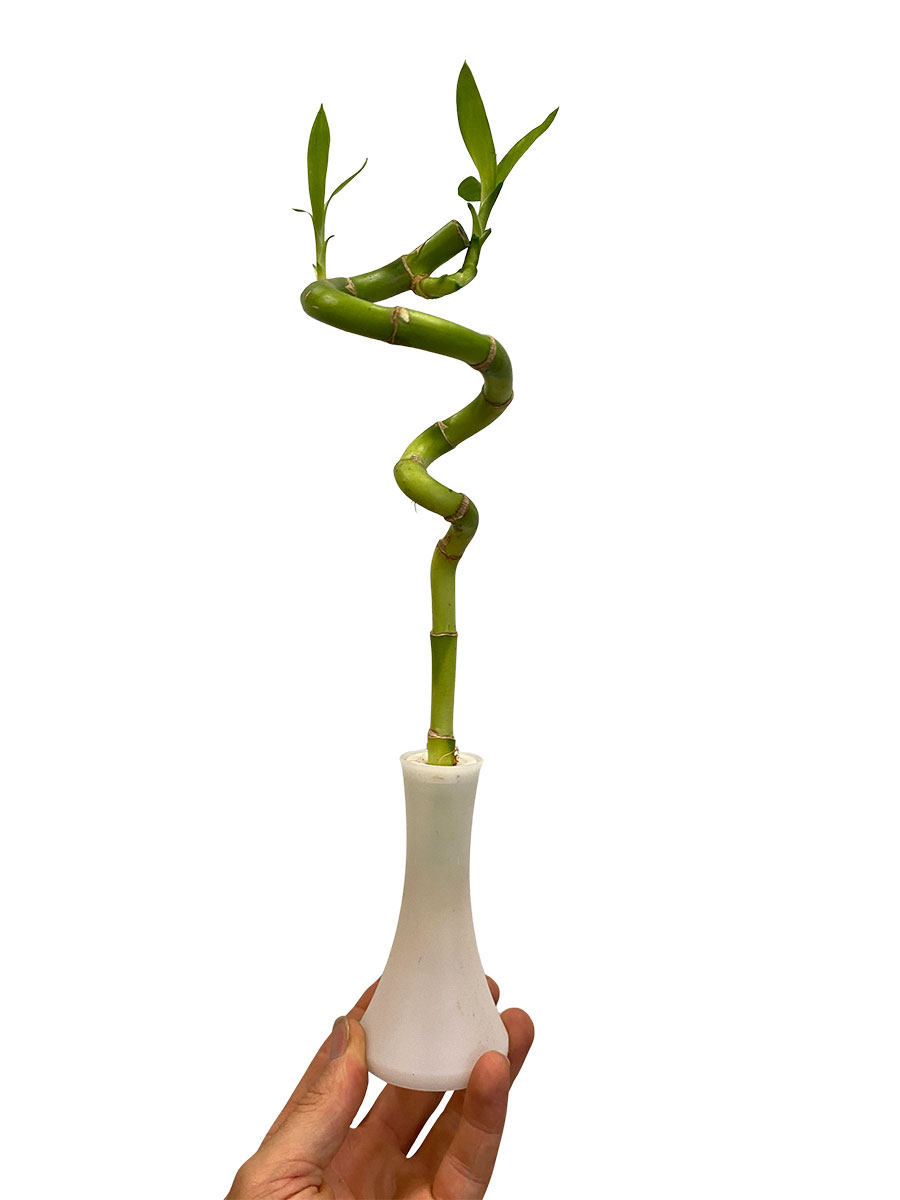 Dracaena Lucky Bamboo spirale vase incl.