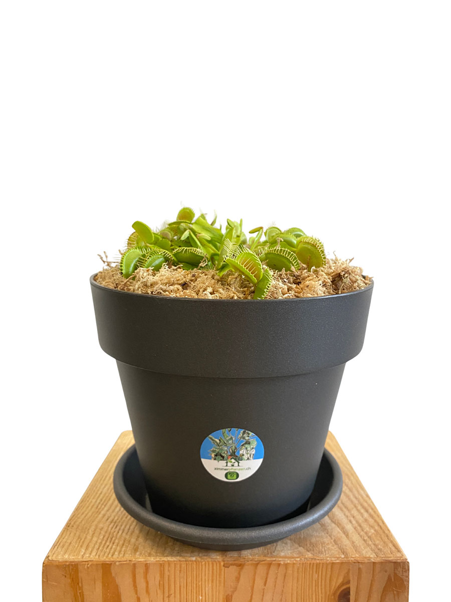 Venusfliegenfalle Dionaea Muscipula - Gross Venusfliegenfalle Dionaea Muscipula - Gross