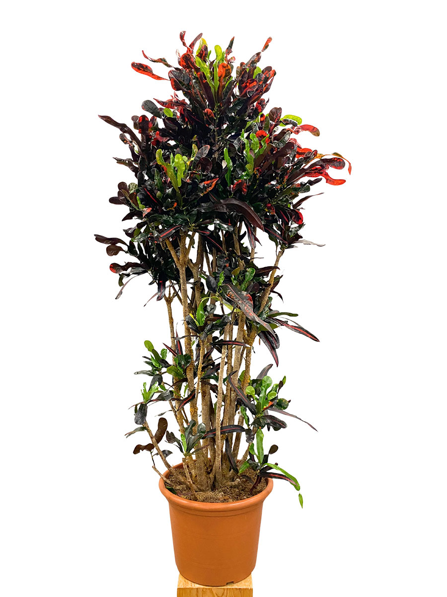 Wunderstrauch Codiaeum Mammi Verzweigt