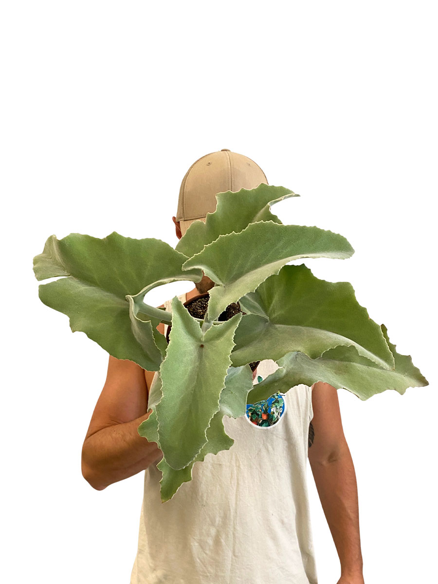 Kalanchoe Beharensis