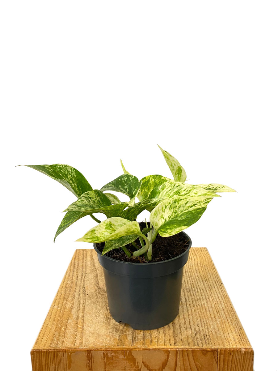 Epipremnum Marble Queen