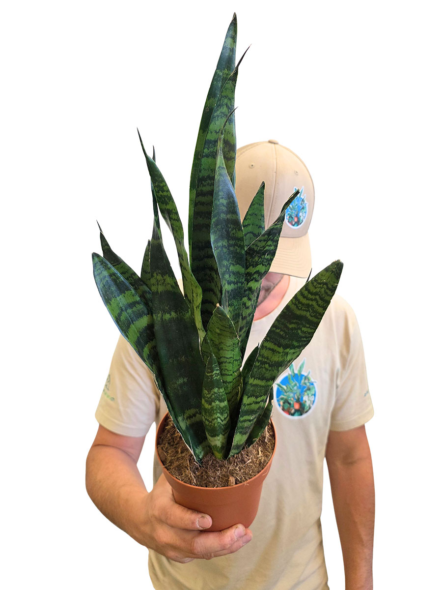 Bogenhanf Sansevieria Black Coral