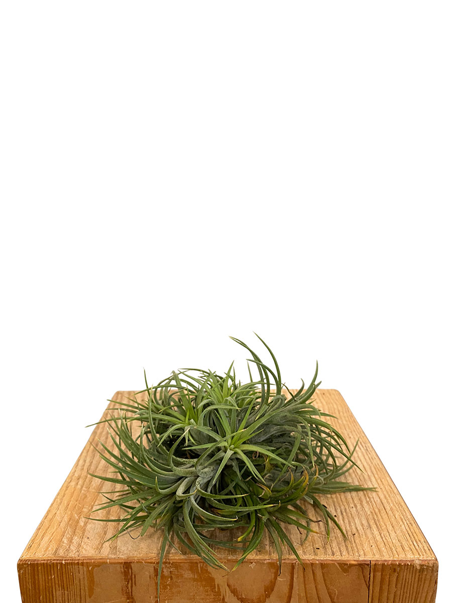 Tillandsia Ionantha Clumb