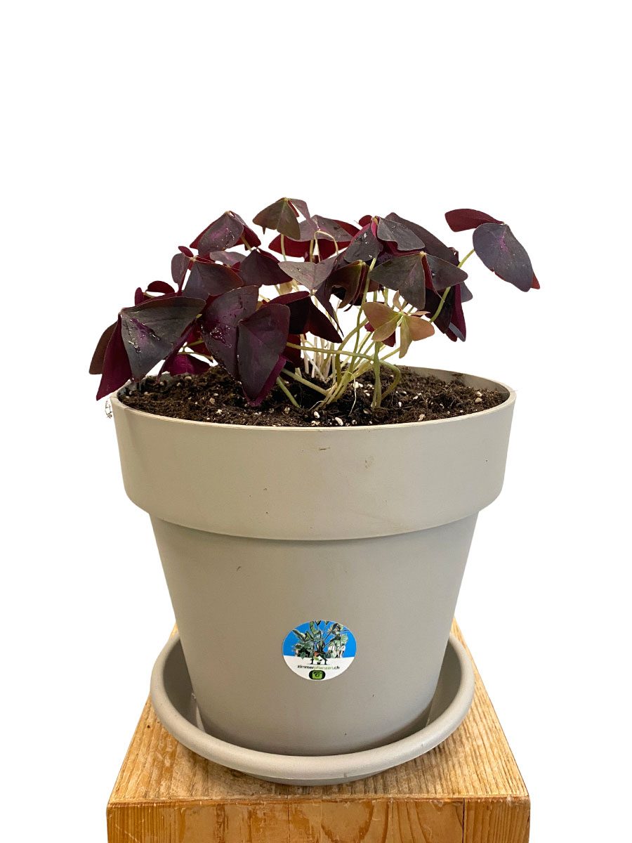 Roter Glücksklee Oxalis Triangularis - Gross