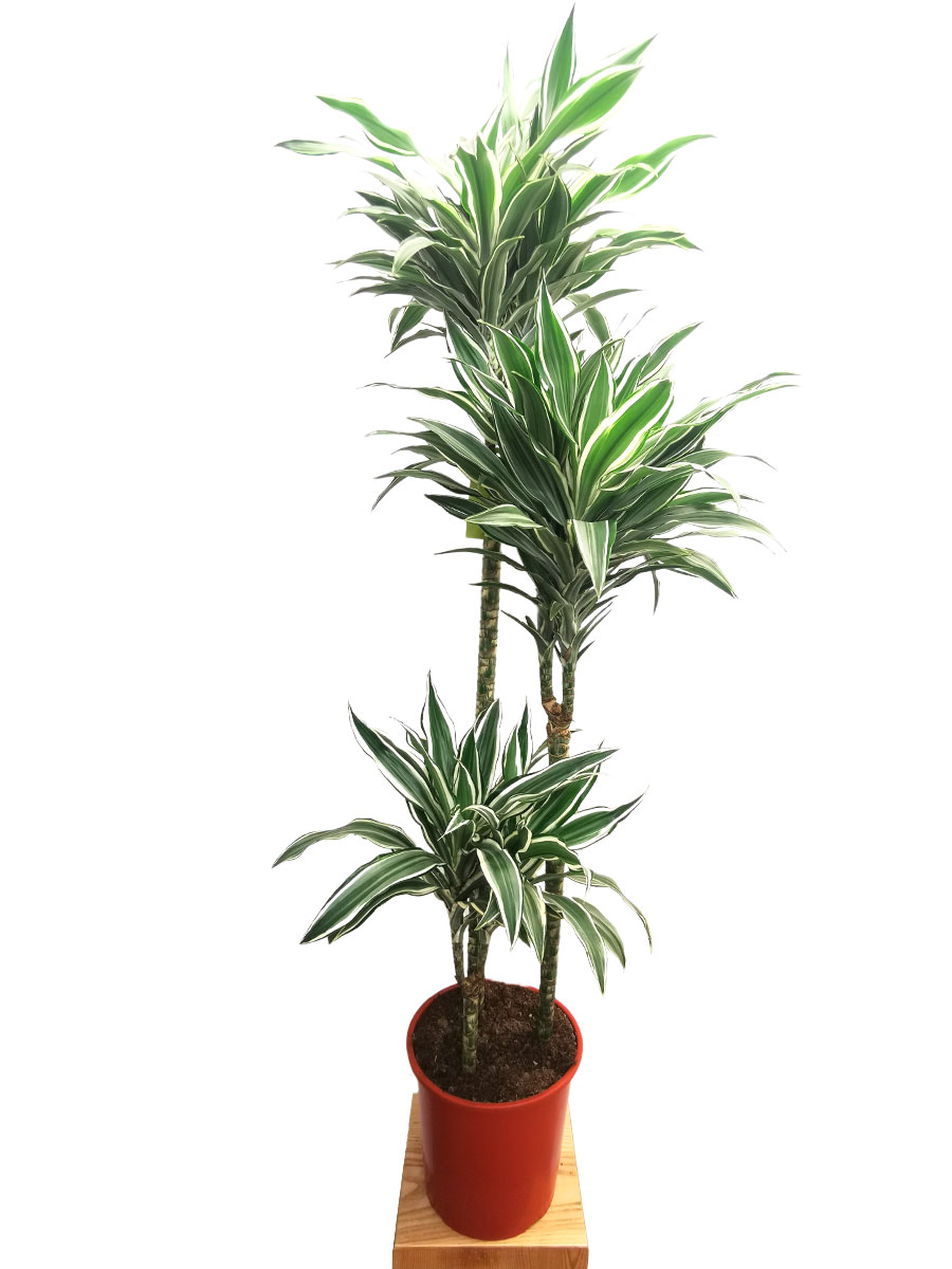 Dracaena White Jewel L