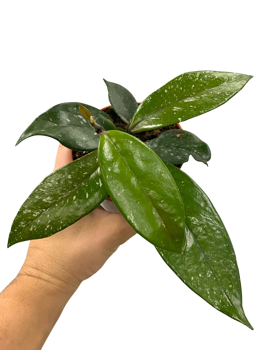 Hoya Carnosa Stardust