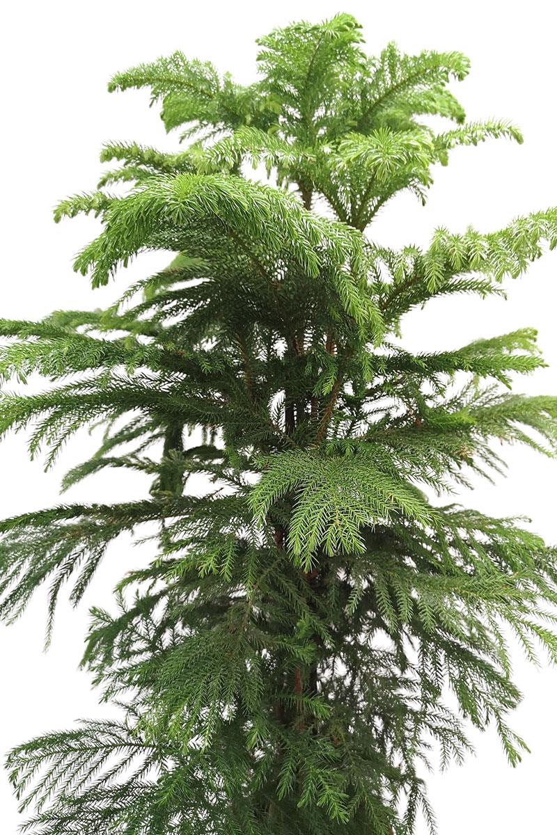 Zimmertanne Araucaria heterophylla