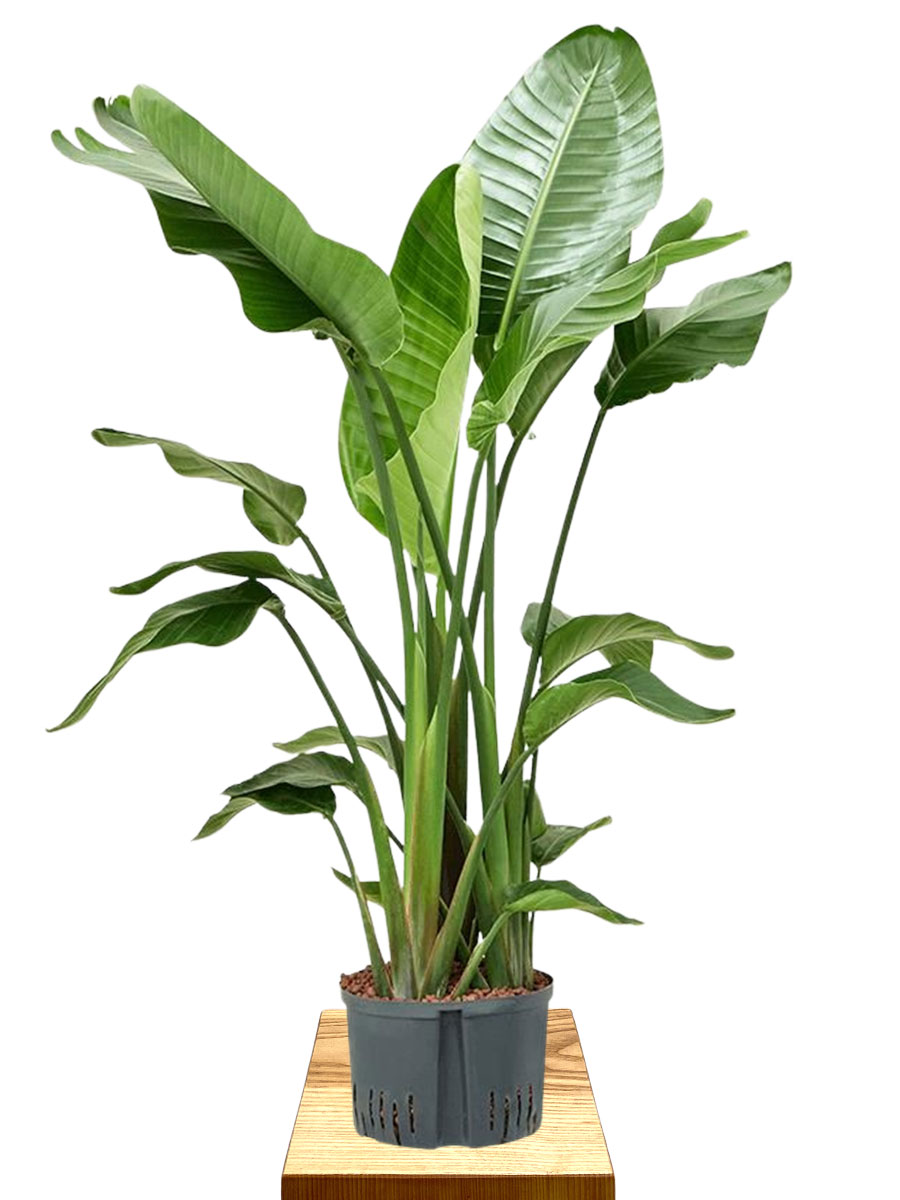 Hydro - Strelitzia Nicolai