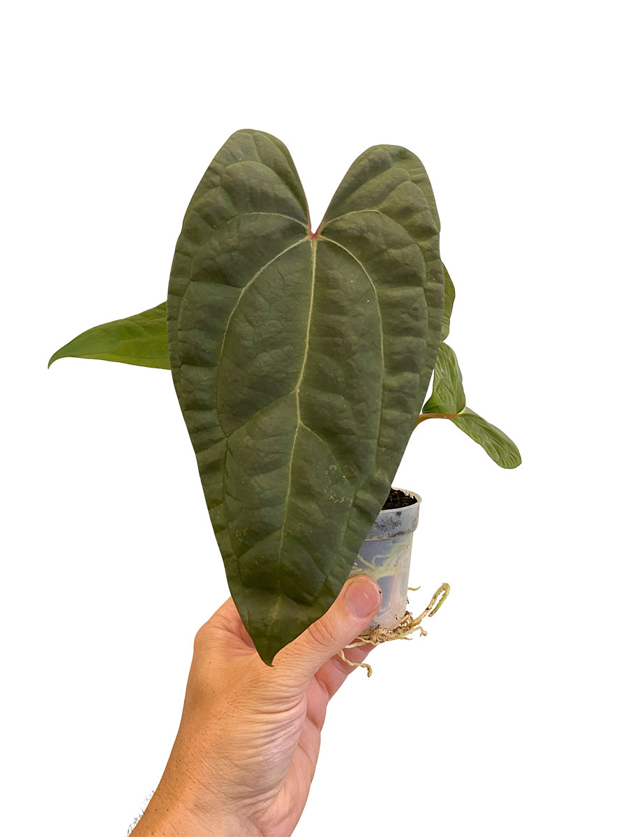Baby Anthurium Ace of Spades x Papillilaminum