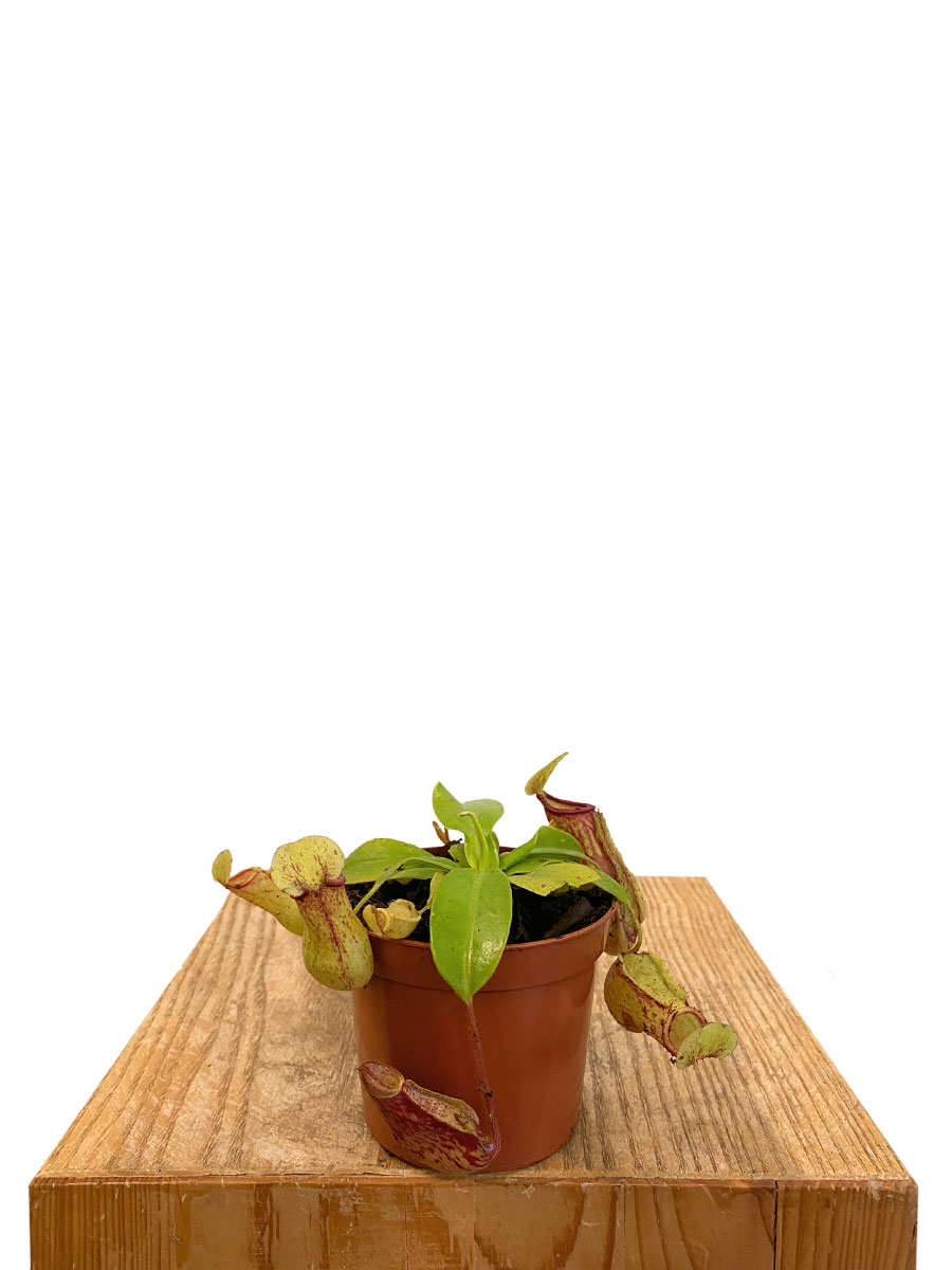 Baby Kannenpflanze Nepenthes Gaya