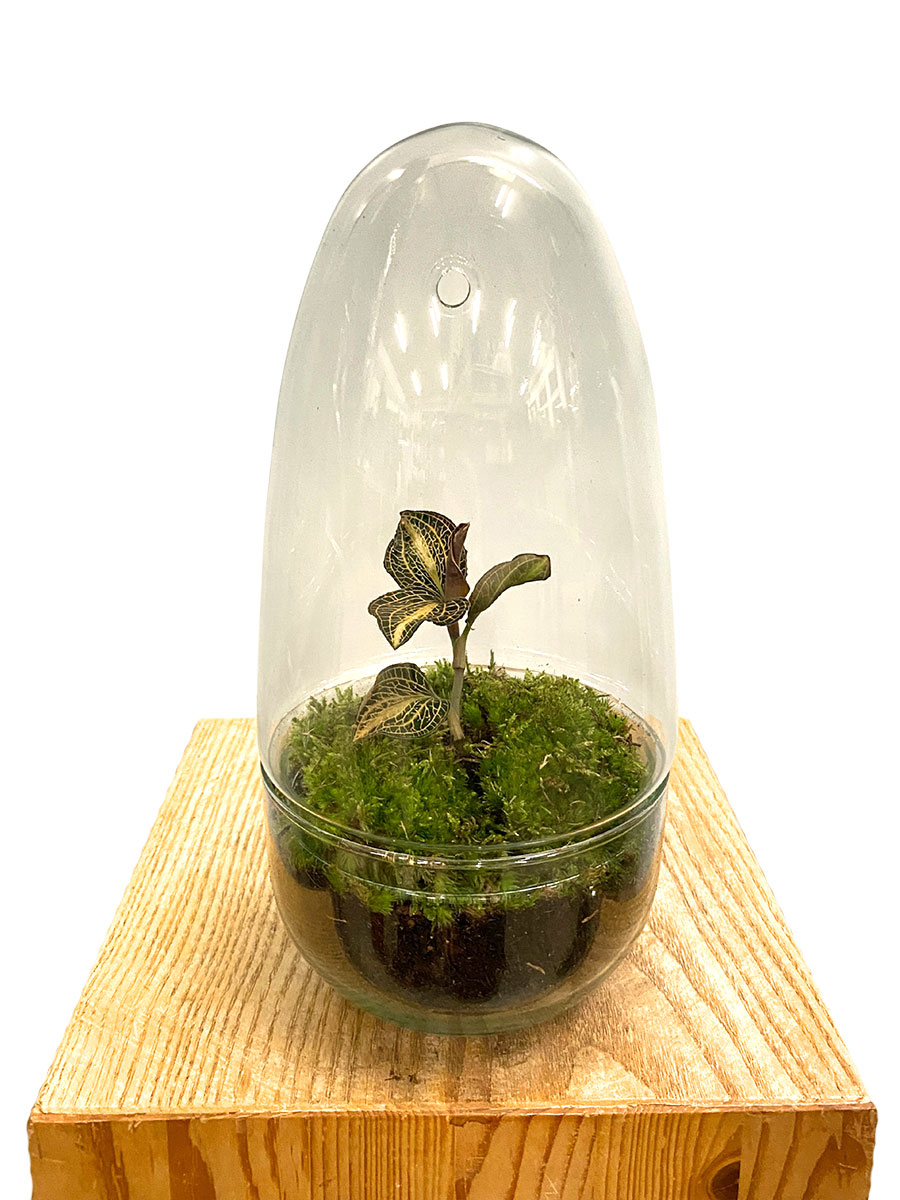 Juwelorchidee Pearl Premium Glas mit Haube Juwelorchidee Pearl Premium Glas mit Haube