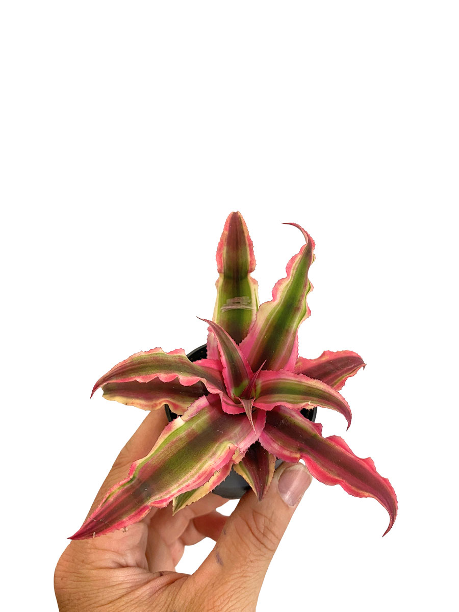 Baby Cryptanthus Rubin Star - Ø6 cm