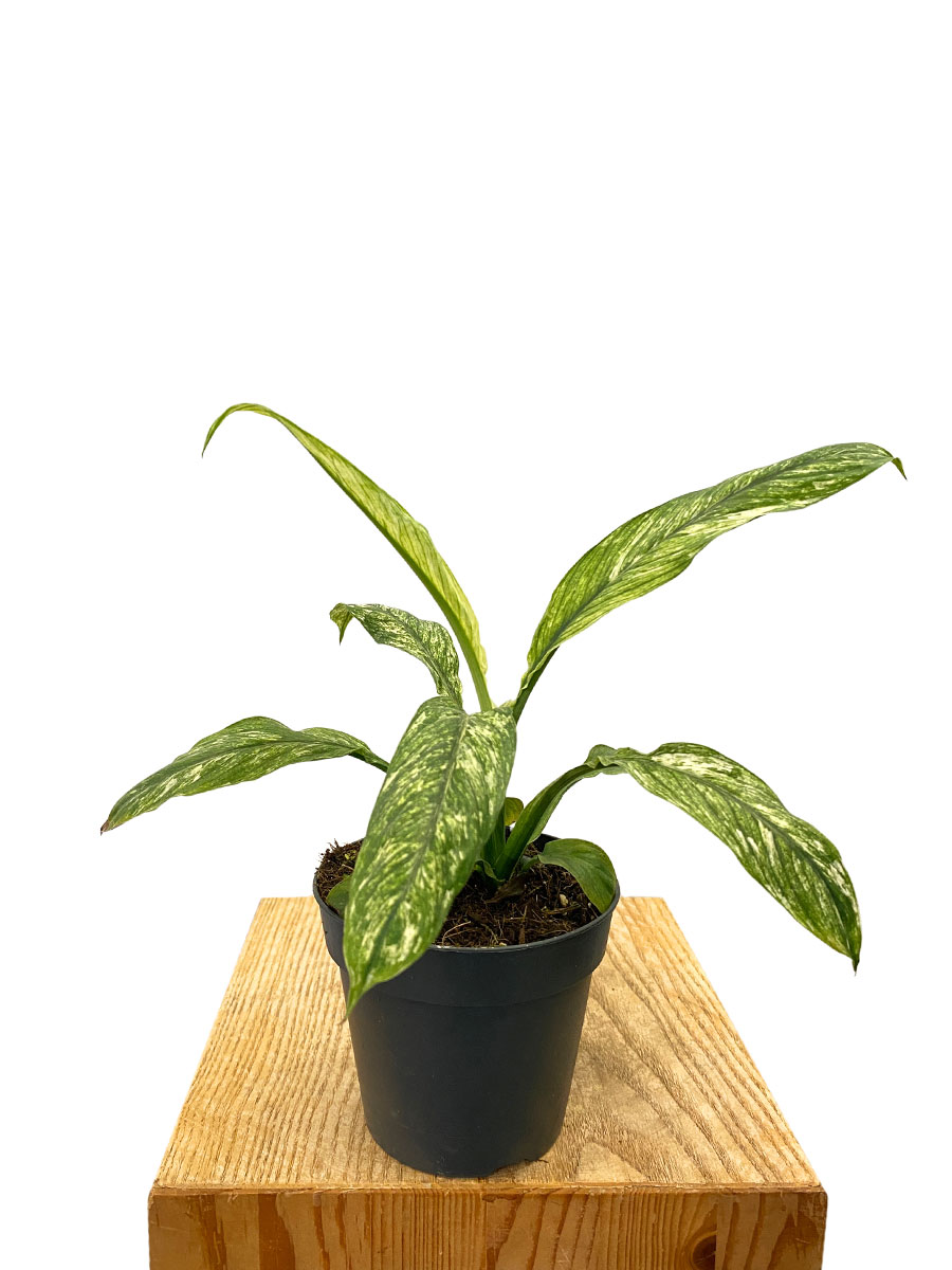 Spathiphyllum Sensation Variegata
