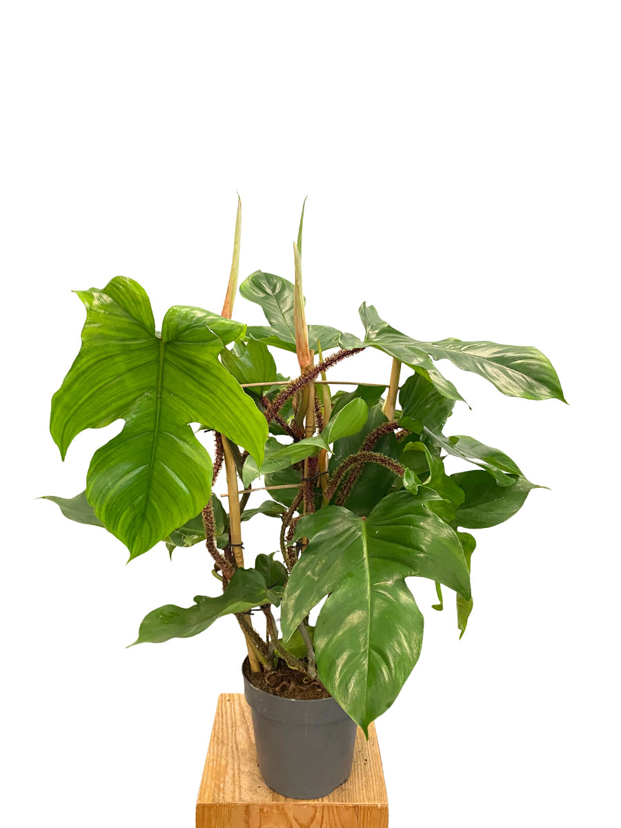 Philodendron Red Wonder