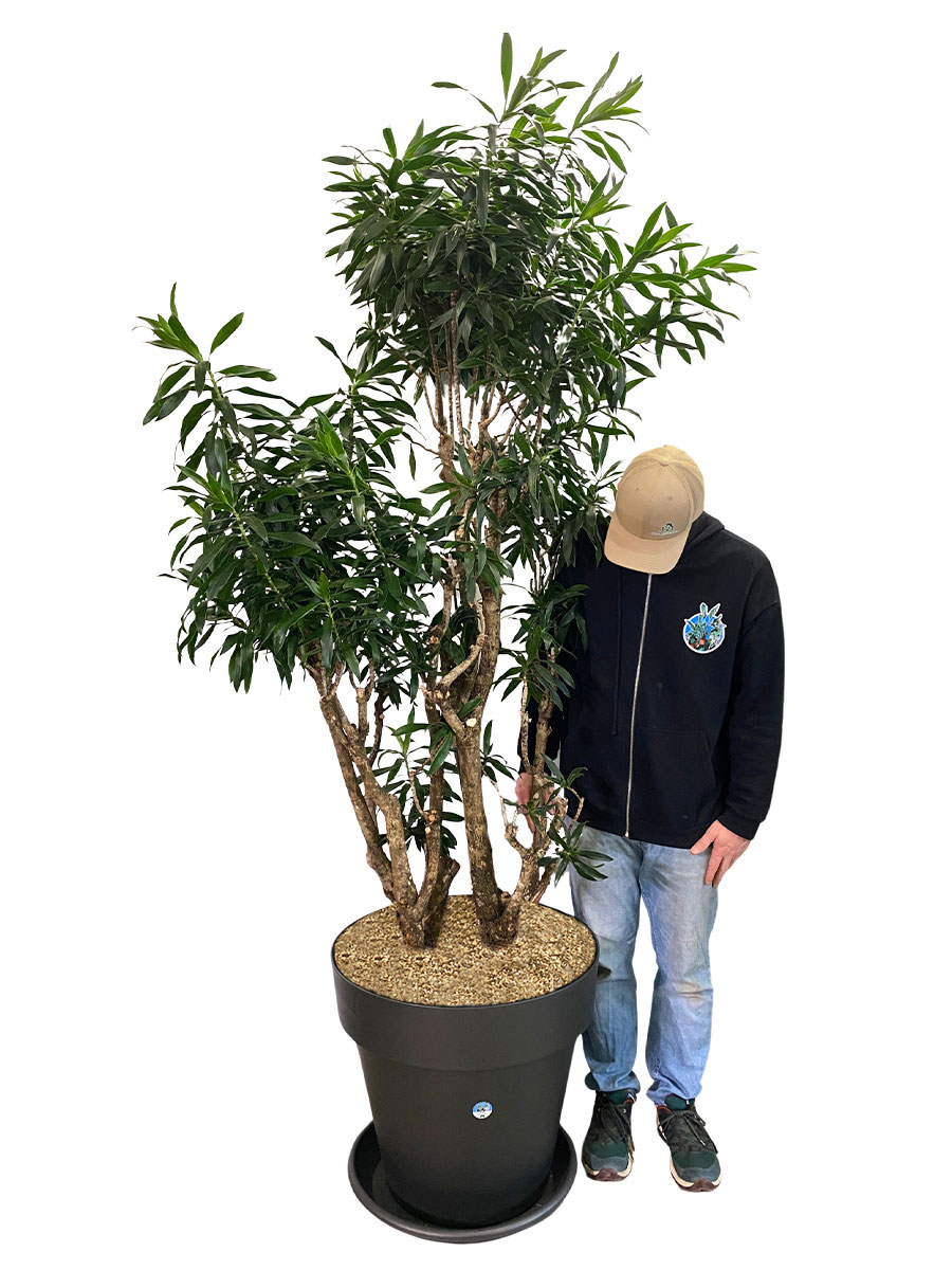 Dracaena Reflexa Verzweigt XXL