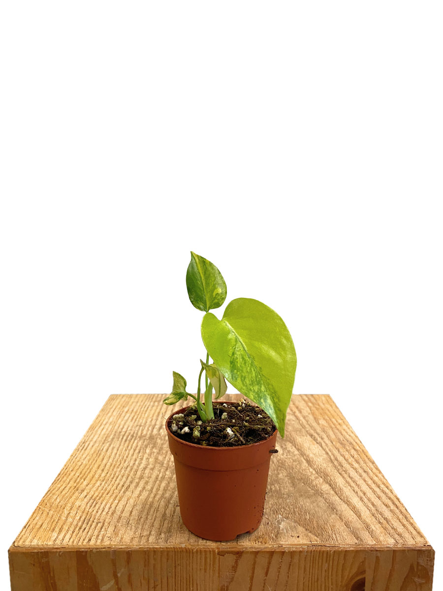 Baby Monstera Deliciosa Aurea Variegata