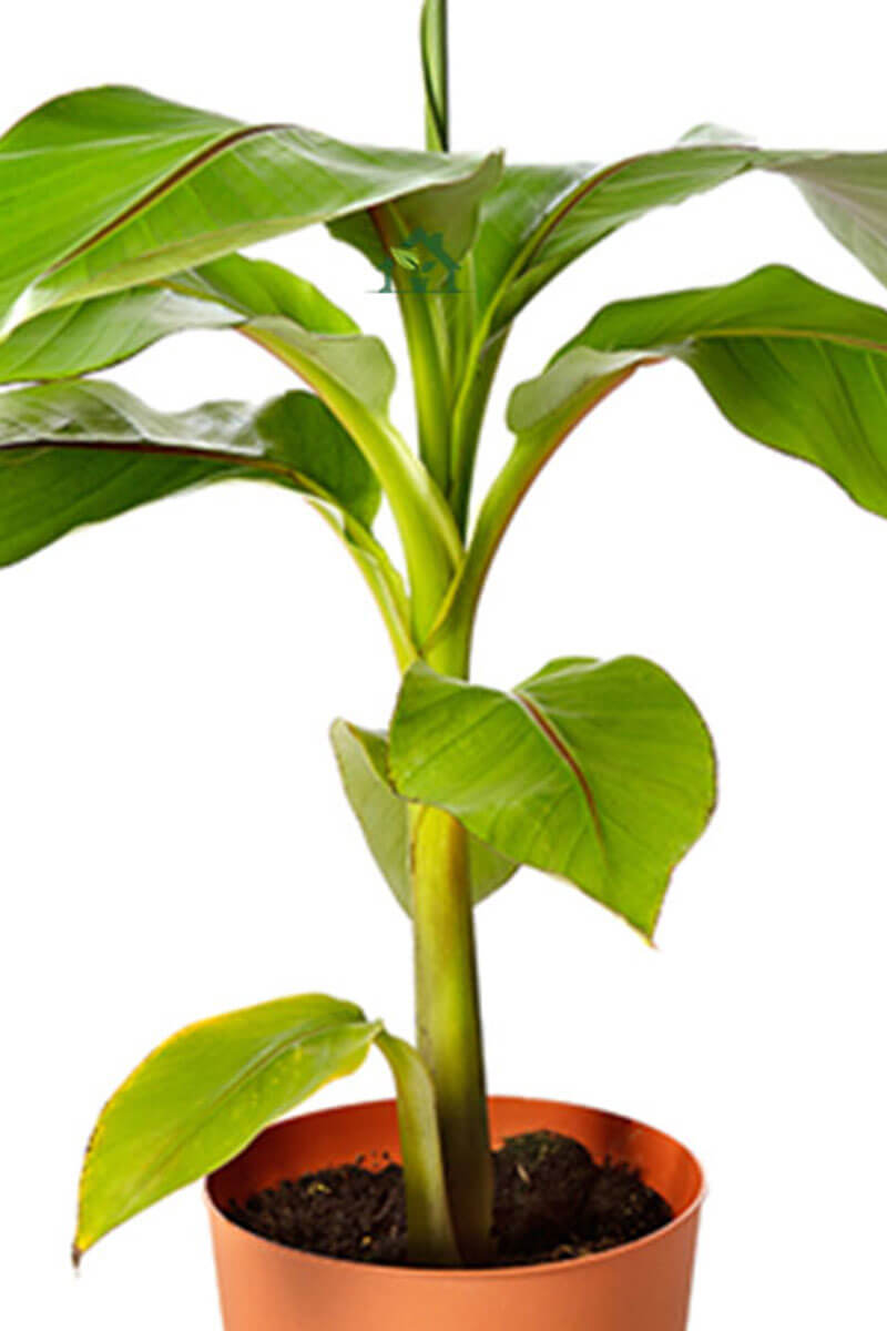 Freilandbanane musa basjoo Zimmerpflanzen online kaufen