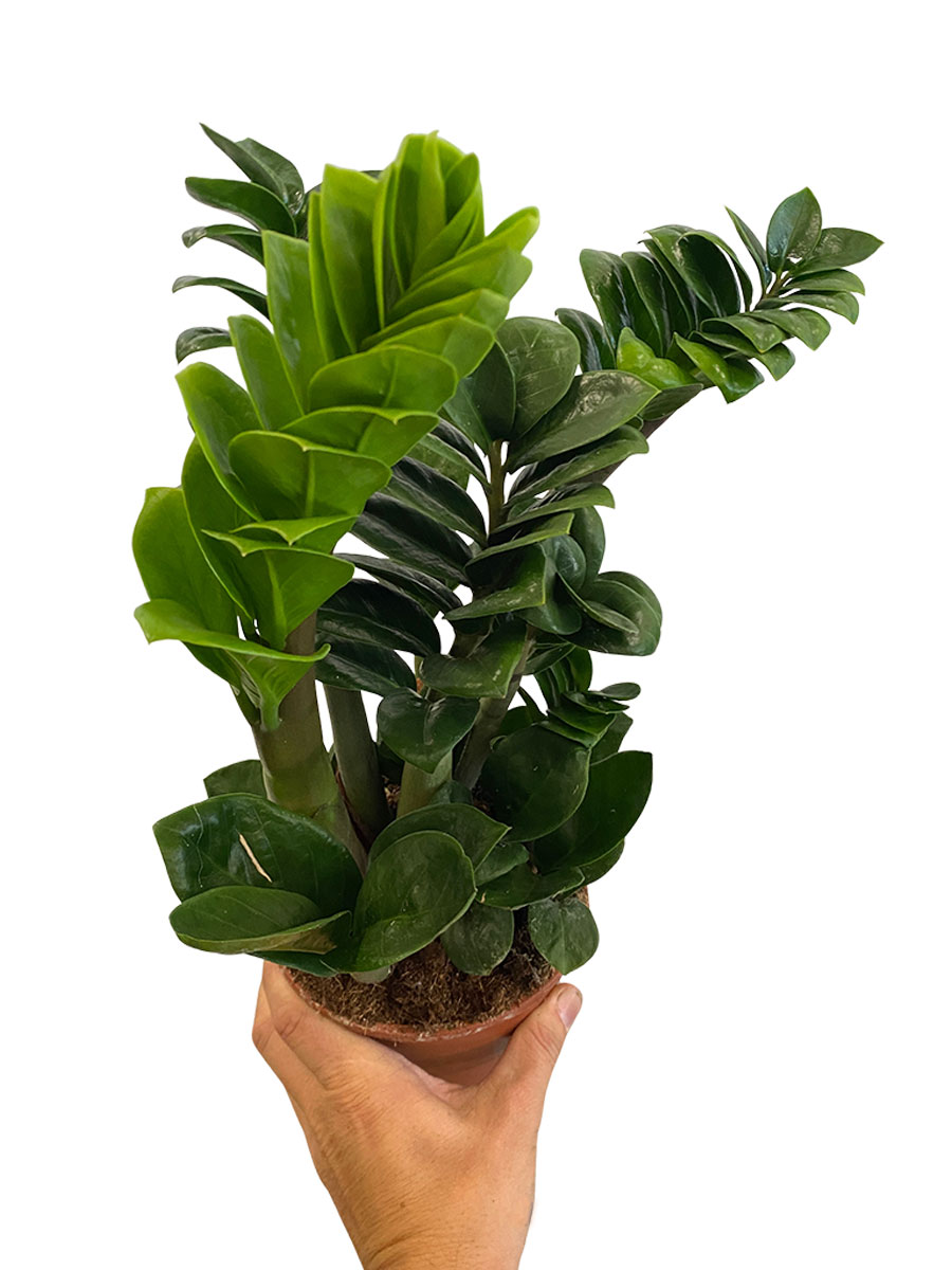 Zamioculcas Zenzi - Ø14 cm