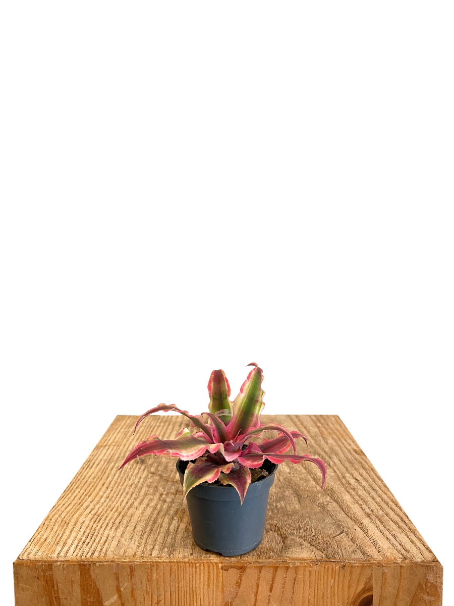 Baby Cryptanthus Rubin Star - Ø6 cm