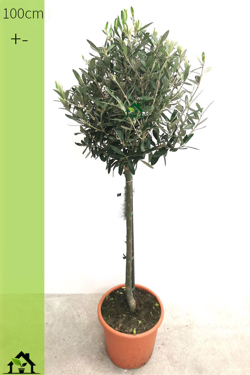 Olivenbaum Zimmerpflanzen online kaufen
