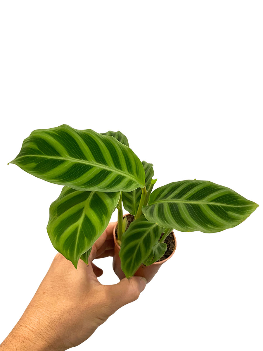 Baby Calathea Zebrina 
