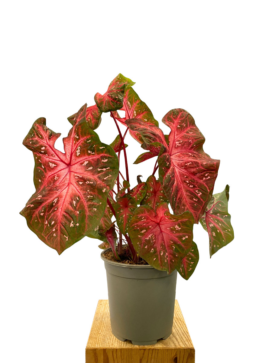 Caladium Red Flash XL