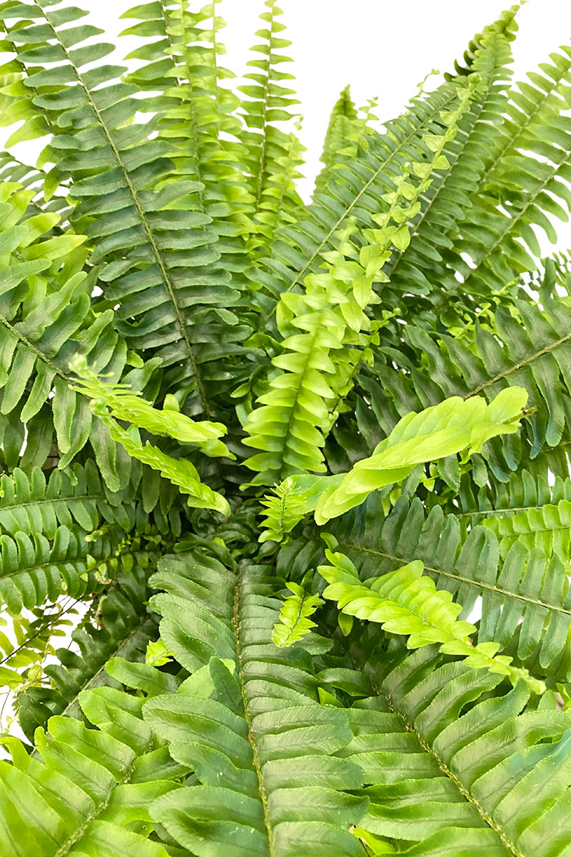 Schwertfarn Nephrolepis Exaltata