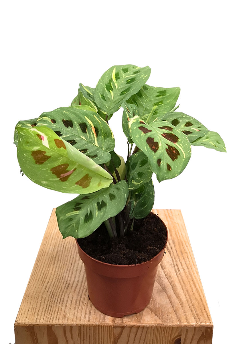 Maranta Fiesta