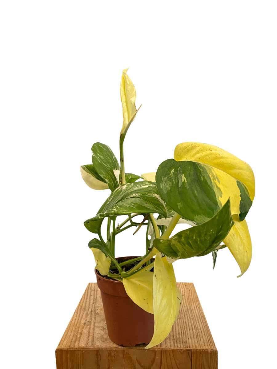 Rhapidophora Indo. Variegata
