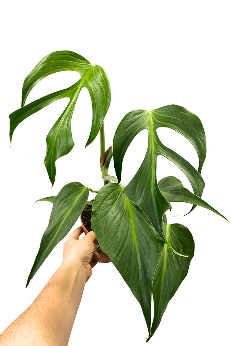 Monstera Burle Marx Flame