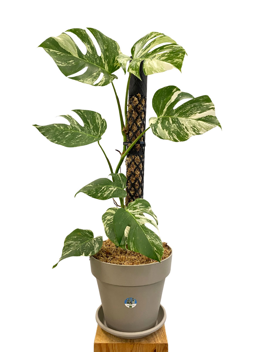 Monstera Deliciosa Variegata PlantMe Maxi