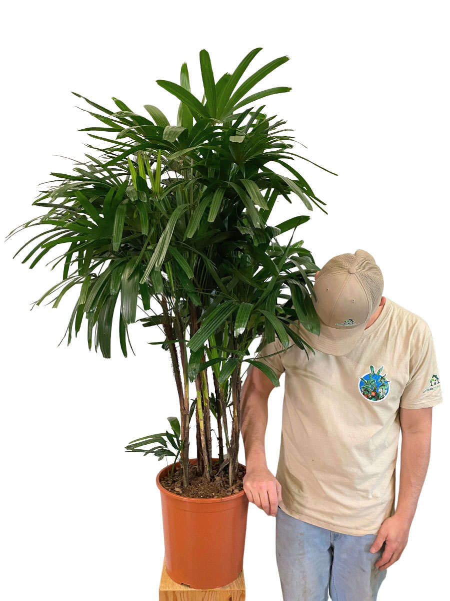 Steckenpalme Rhapis Excelsa