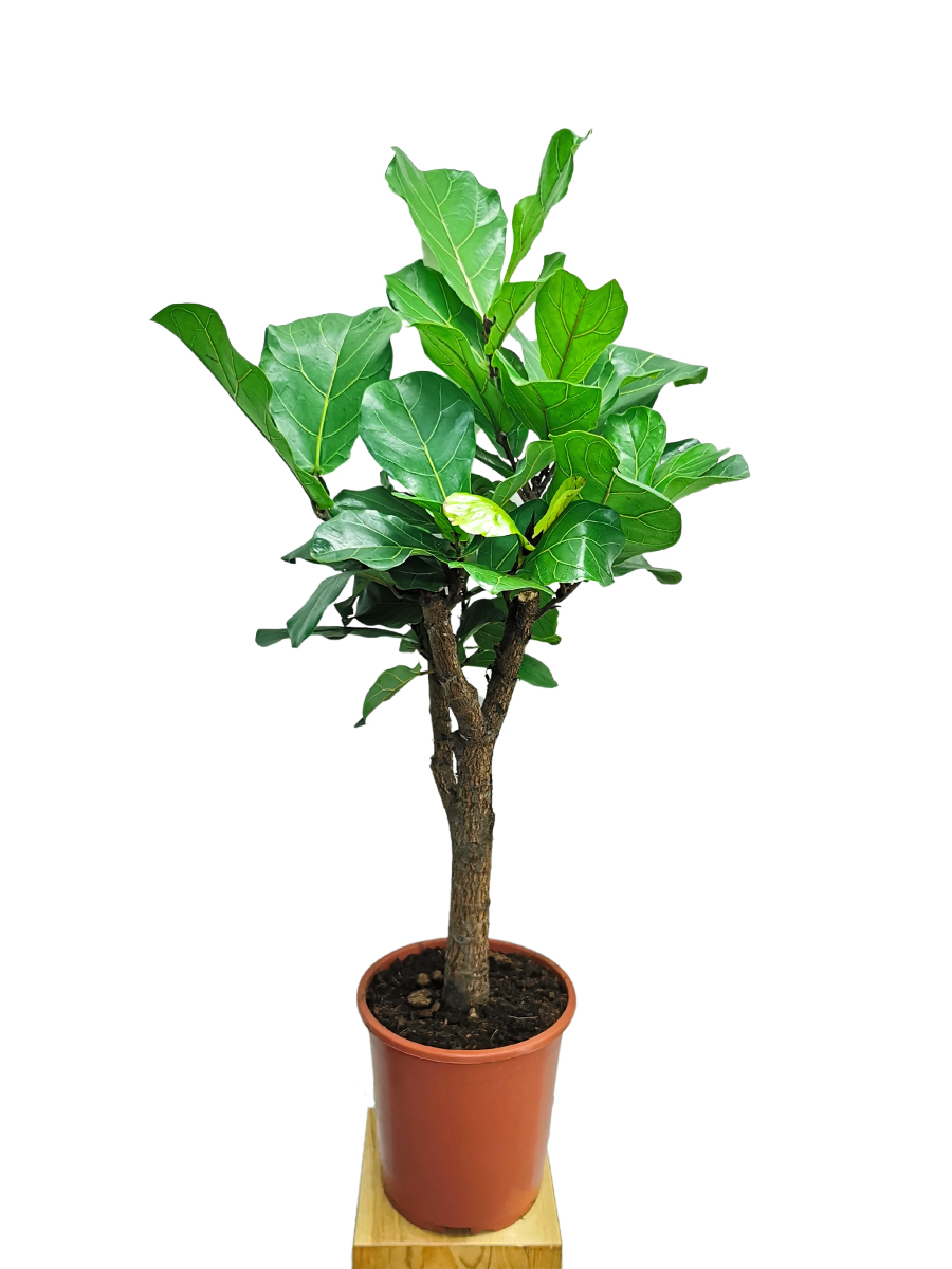 Geigenfeige Ficus lyrata Stamm L