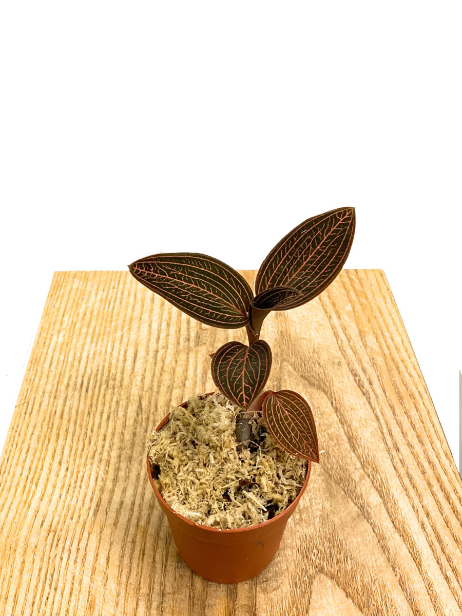 Juwelorchidee Ludisia Ruby Juwelorchidee Ludisia Ruby