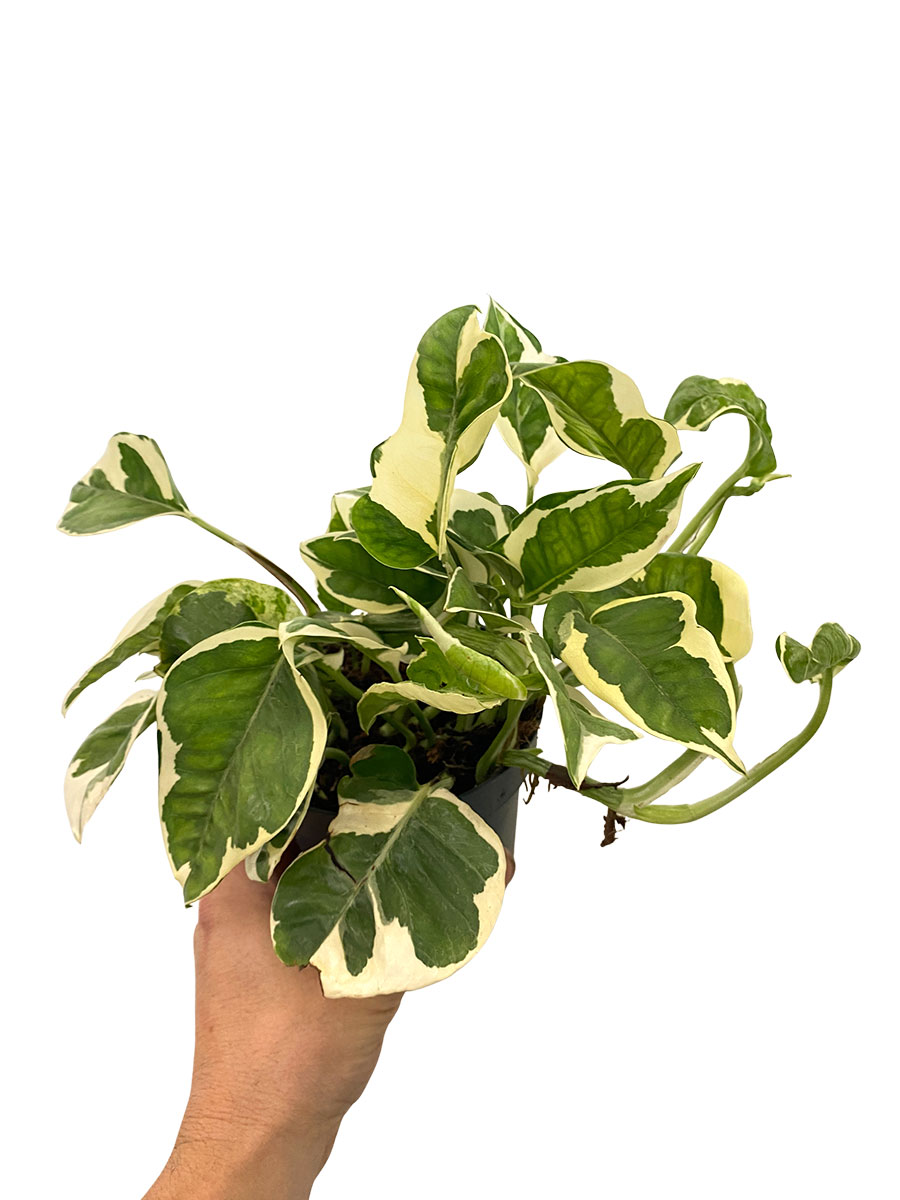 Epipremnum Aureum N'joy