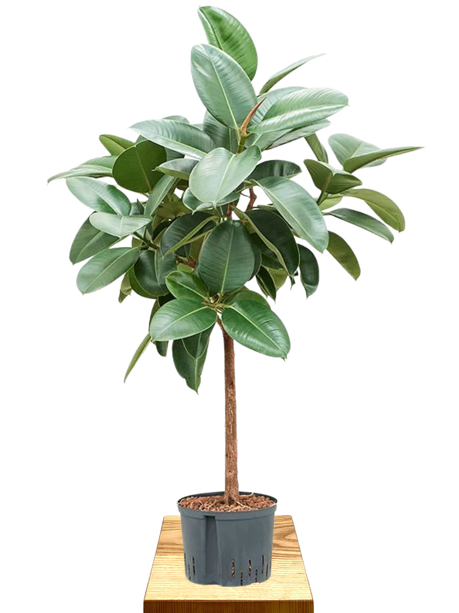 Hydro -  Ficus elastica Robusta - Stamm