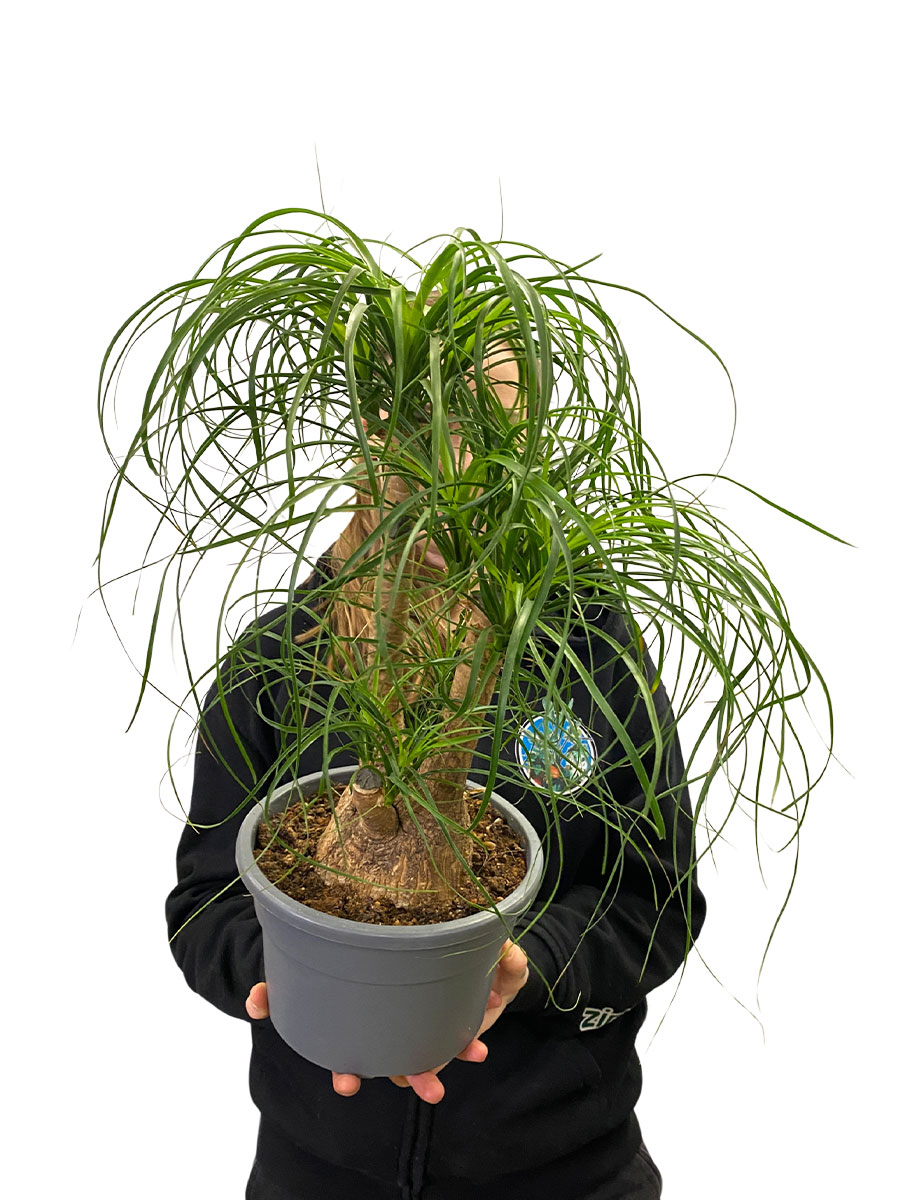 Elefantenfuss Beaucarnea Verzweigt