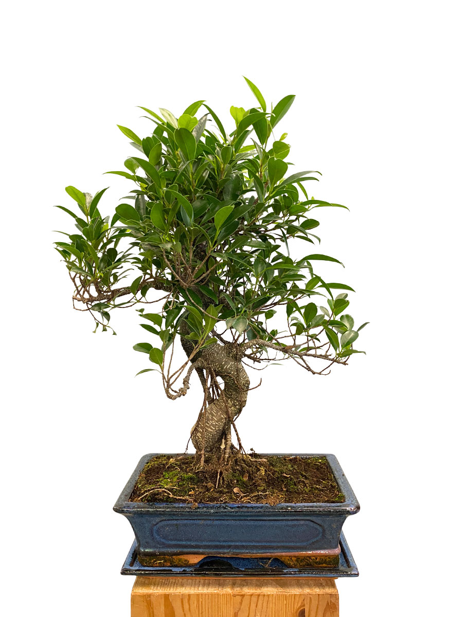 Bonsai Ficus Retusa - Ø30 cm