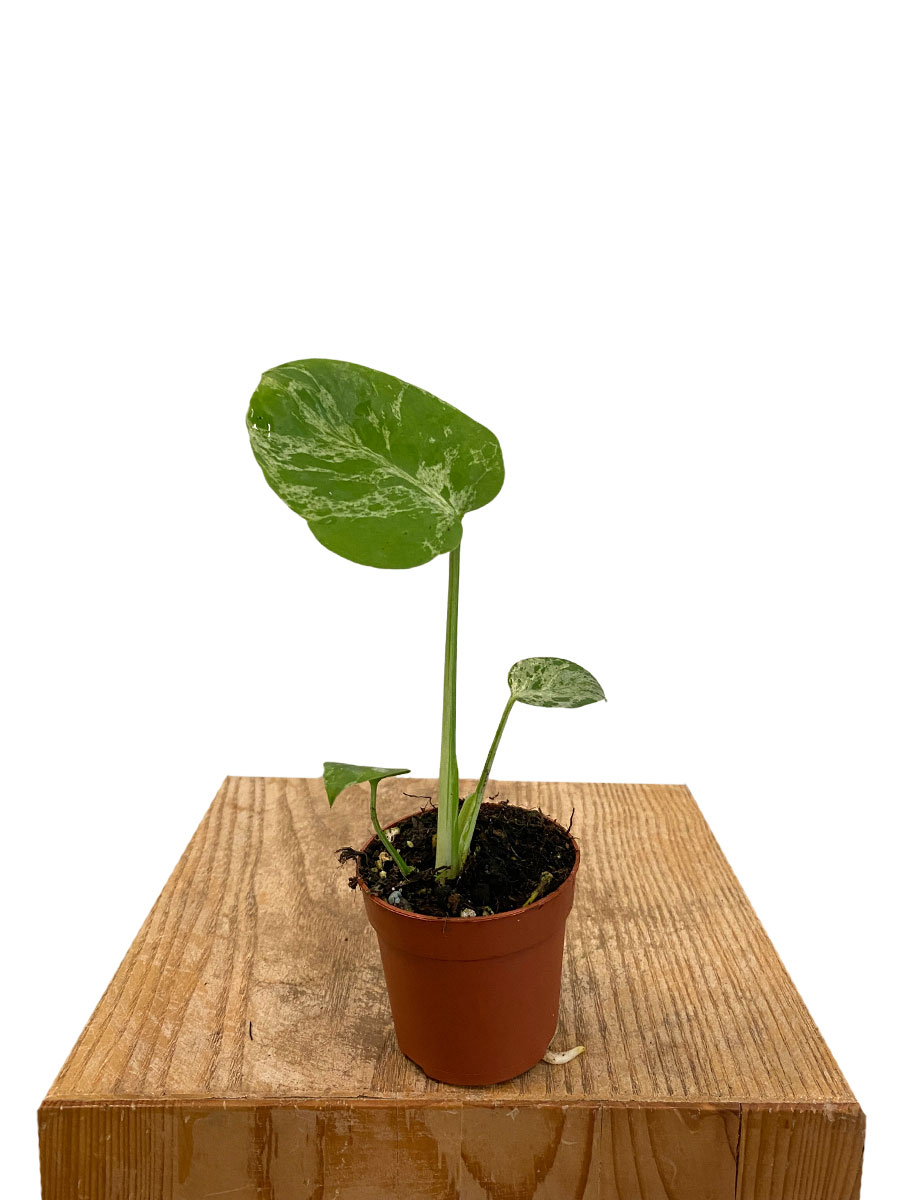 Baby Monstera Bulbasaur
