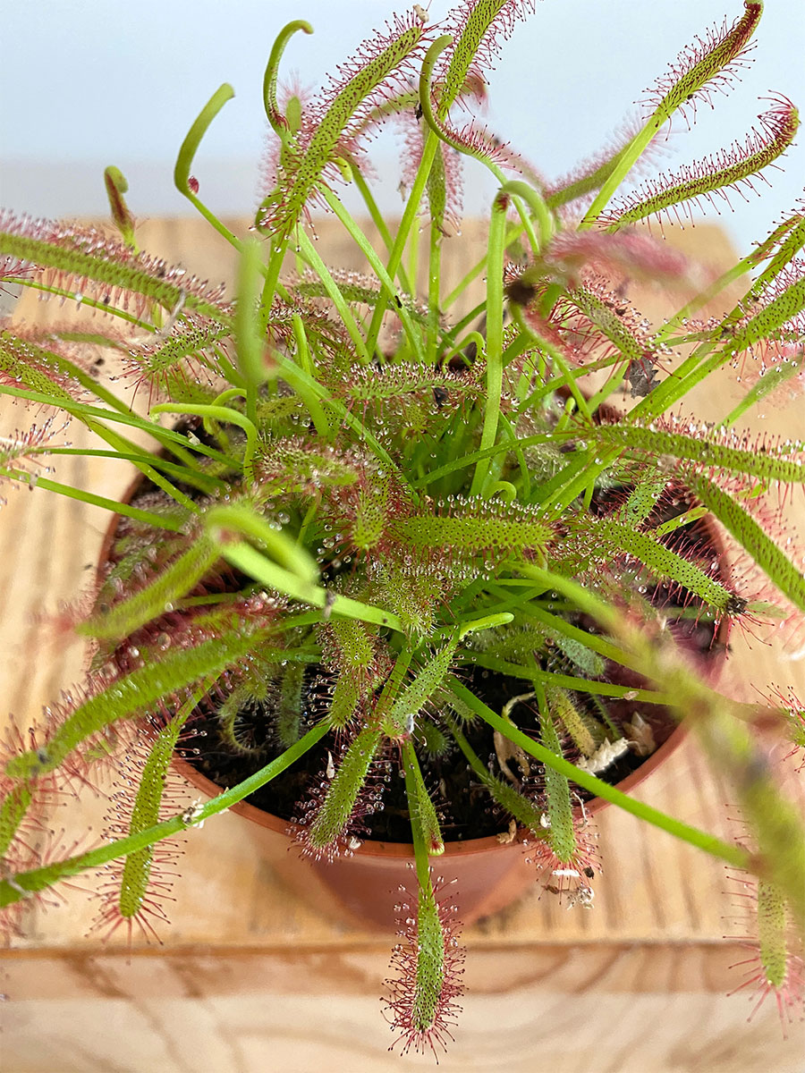 Sonnentau Drosera Capensis
