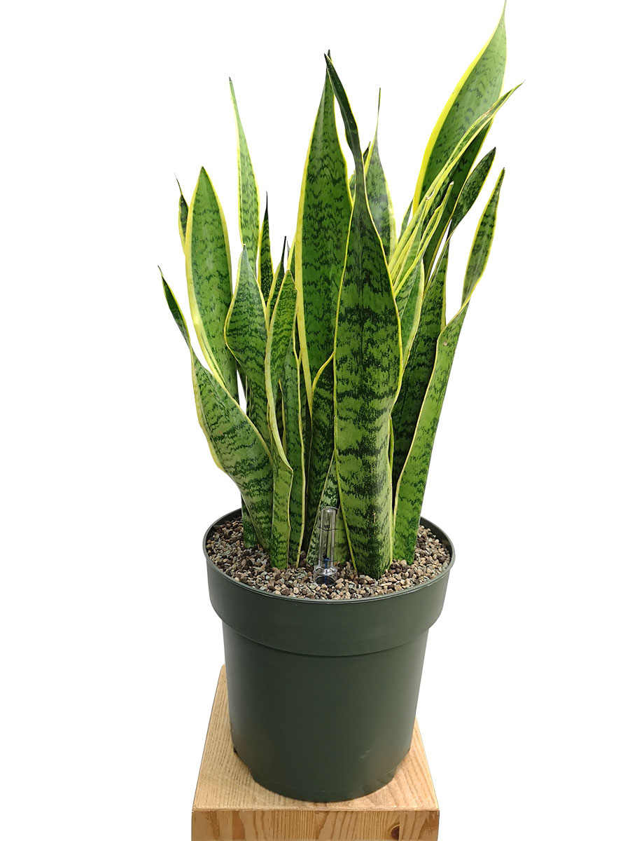 Bogenhanf Sansevieria laurentii